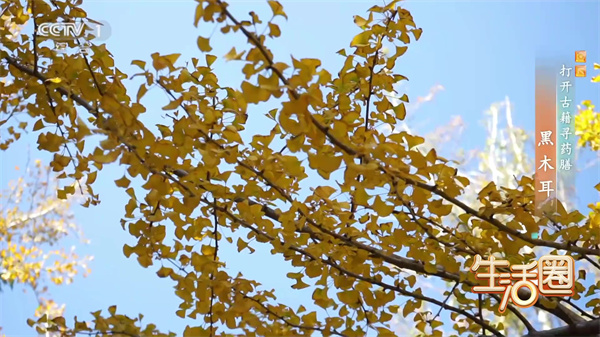 西苑科普 | 打开古籍寻药膳——黑木耳